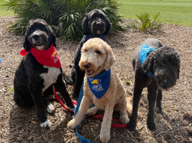 2025-05-Blog-Doggies1