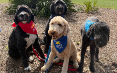 May is National Pet Month!